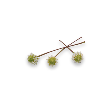 Tatlı Bahar Çiçeği